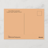Carte Postale Colibri à bec épée en vol (Dos)