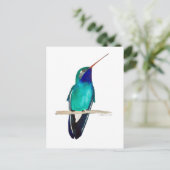 Carte Postale Colibri à bec large (Debout devant)