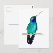 Carte Postale Colibri à bec large (Devant / Derrière)