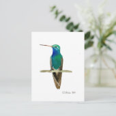 Carte Postale Colibri à bec large (Debout devant)
