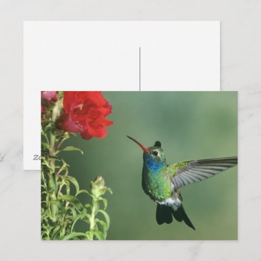 Carte Postale Colibri à bec large (Devant / Derrière)