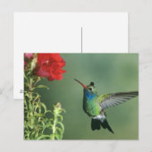 Carte Postale Colibri à bec large mâle (Devant / Derrière)