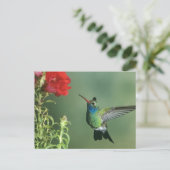 Carte Postale Colibri à bec large mâle (Debout devant)