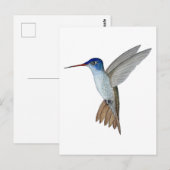 Carte Postale Colibri à couronne violette (Devant / Derrière)