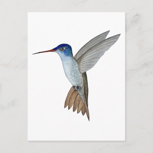 Carte Postale Colibri à couronne violette (Devant)