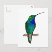 Carte Postale Colibri à dos vert (Devant / Derrière)