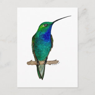 Carte Postale Colibri à dos vert