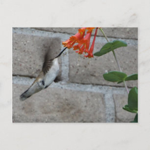 Carte Postale Colibri à fleurs d'orange