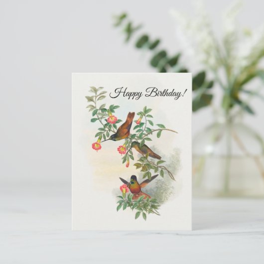 Carte postale Colibri à front d'or (Debout devant)