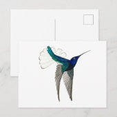 Carte Postale Colibri à gorge blanche (Devant / Derrière)