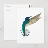 Carte Postale Colibri à gorge blanche (Devant / Derrière)