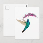 Carte Postale Colibri à gorge bleue (Devant / Derrière)
