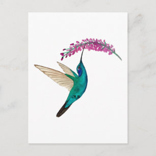 Carte Postale Colibri à gorge bleue