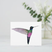 Carte Postale Colibri à gorge bleue (Debout devant)