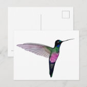 Carte Postale Colibri à gorge bleue (Devant / Derrière)