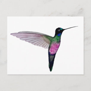 Carte Postale Colibri à gorge bleue