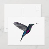 Carte Postale Colibri à gorge bleue (Devant / Derrière)