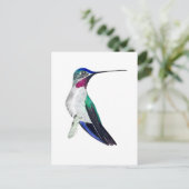 Carte Postale Colibri à gorge étoilée à bec long (Debout devant)