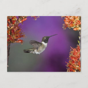 Carte Postale Colibri à gorge noire, Archilochus alexandri,