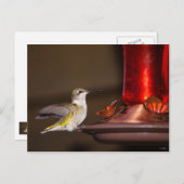 Carte Postale Colibri à gorge rubis (Devant / Derrière)