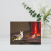 Carte Postale Colibri à gorge rubis (Debout devant)