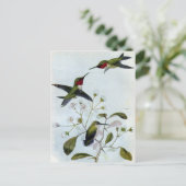 Carte Postale Colibri à gorge rubis (Debout devant)