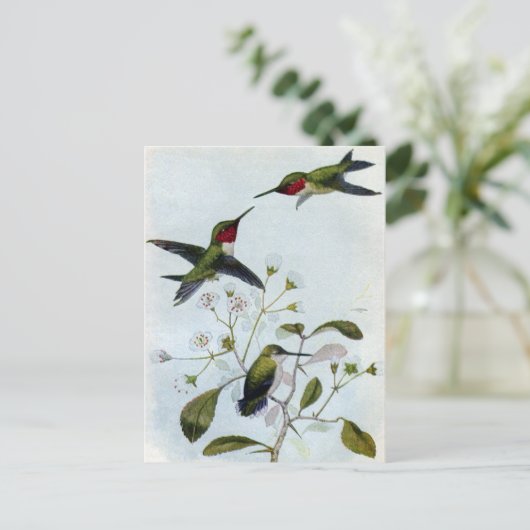 Carte Postale Colibri à gorge rubis (Debout devant)