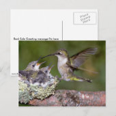 Carte Postale Colibri à gorge rubis (femelle) avec jeunes (Devant / Derrière)