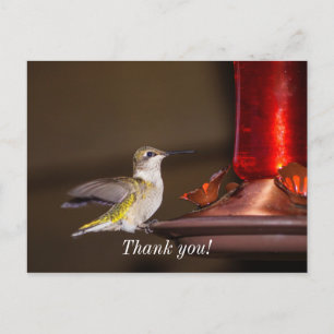 Carte Postale Colibri à gorge rubis femelle Merci