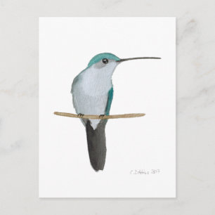 Carte Postale Colibri à gorge rubis juvénile