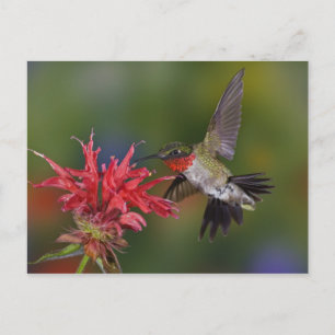 Carte Postale Colibri à gorge rubis mâle