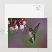 Carte Postale Colibri à gorge rubis mâle, Archilochus (Devant / Derrière)
