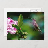 Carte Postale Colibri à gorge rubis - Photo originale (Devant / Derrière)