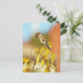 Carte Postale Colibri à la branche (Debout devant)