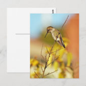 Carte Postale Colibri à la branche (Devant / Derrière)