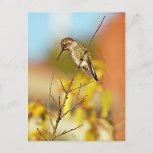 Carte Postale Colibri à la branche (Devant)