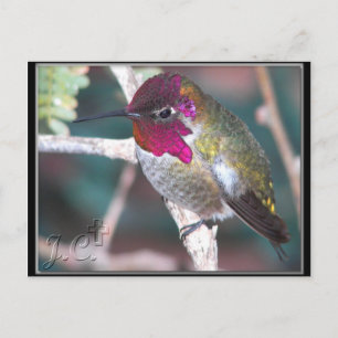 Carte Postale Colibri à la branche Jardin.