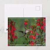 Carte Postale Colibri À La Fleur Cardinale (Devant / Derrière)