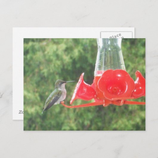 Carte Postale Colibri à la source (Devant / Derrière)