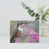Carte Postale Colibri à oreille blanche au repos (Debout devant)