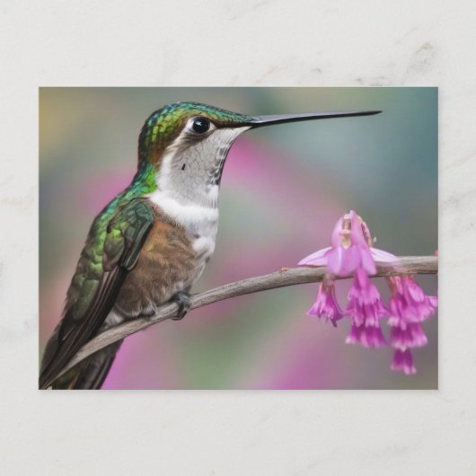 Carte Postale Colibri à oreille blanche au repos (Devant)