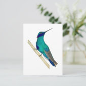 Carte Postale Colibri à oreilles violettes mexicain (Debout devant)