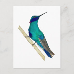 Carte Postale Colibri à oreilles violettes mexicain