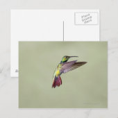 Carte Postale Colibri à poitrine verte Anthracocorax 2 (Devant / Derrière)