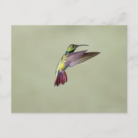 Carte Postale Colibri à poitrine verte Anthracocorax 2 (Devant)