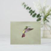 Carte Postale Colibri à poitrine verte Anthracocorax 2 (Debout devant)