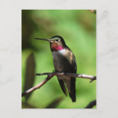 Carte Postale Colibri à queue large (Devant)