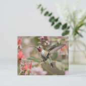 Carte Postale Colibri à queue large en vol (Debout devant)