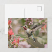 Carte Postale Colibri à queue large en vol (Devant / Derrière)