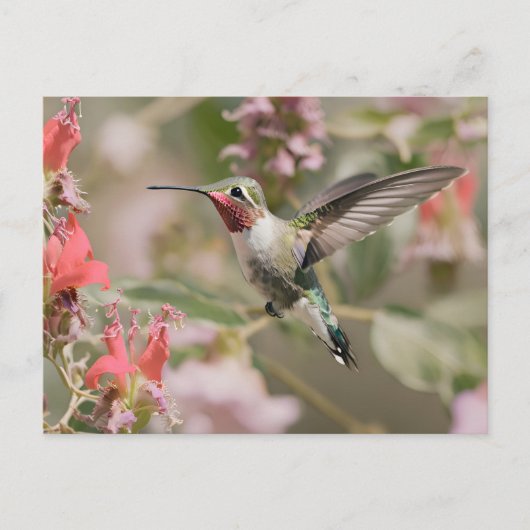 Carte Postale Colibri à queue large en vol (Devant)